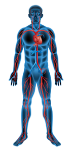 cardiovascular system